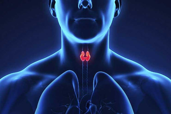 L’iode et la thyroide