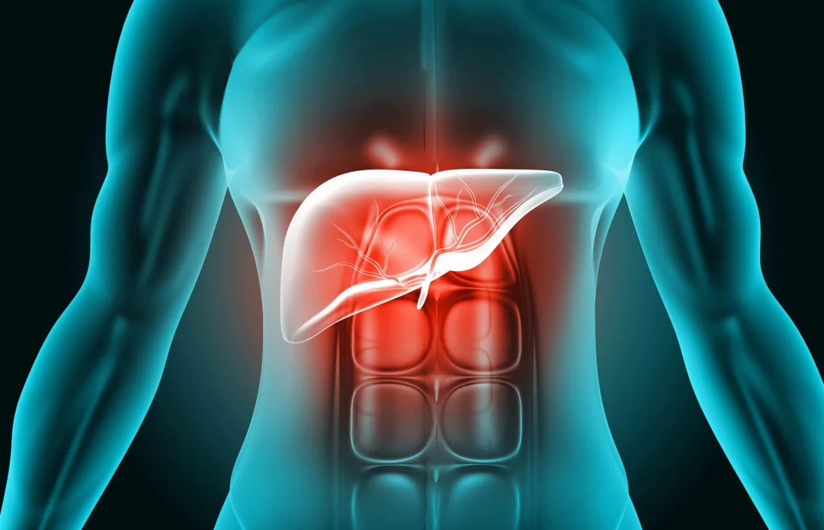 Le foie au printemps : pourquoi votre corps réclame un grand ménage