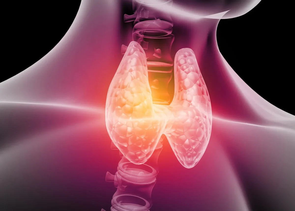 Votre thyroïde : bien plus qu’une question de TSH